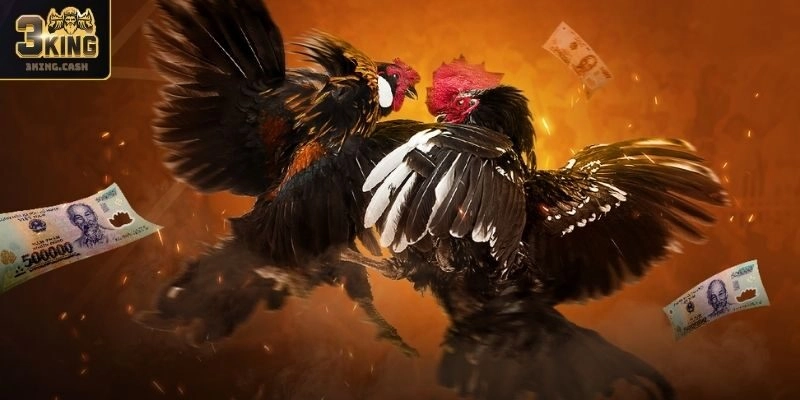 Tổng quan sảnh Đá Gà 3KING