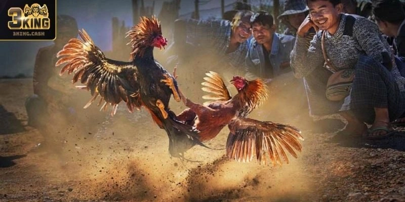 Giới thiệu về sảnh Đá Gà WCF888 3KING