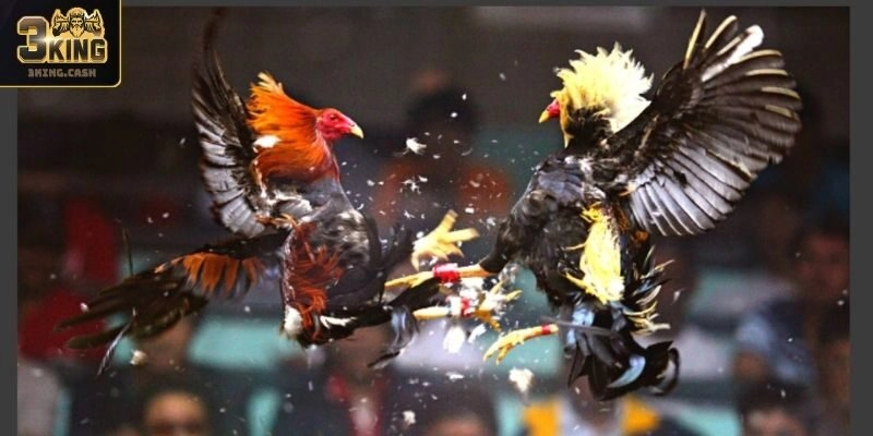 Hướng dẫn tham gia cá cược tại sảnh Đá Gà WCF888 3KING